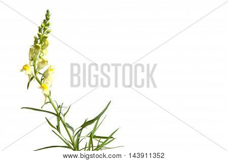 Toadflax flowers over white background close up