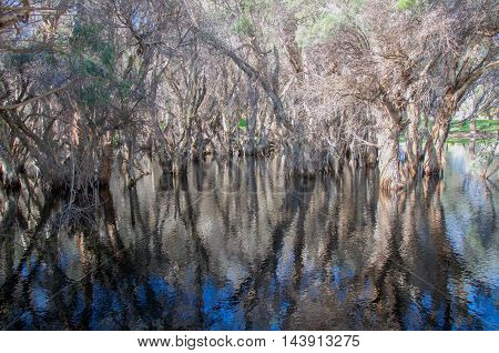 Unique paper bark tree reflections in the wetland waters at the wildlife reserve Herdsman Lake in Western Australia.