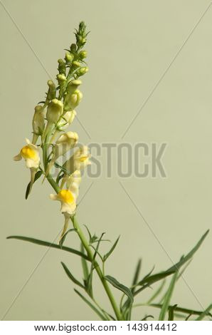 Toadflax flowers over green background close up