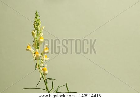 Toadflax flowers over green background close up