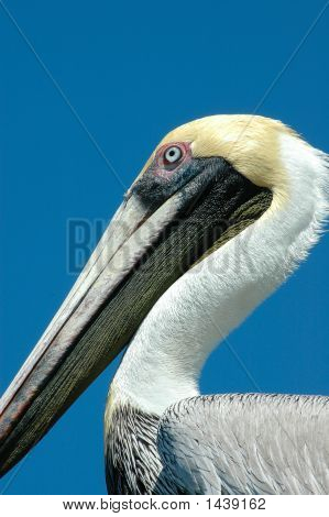 Gestileerde Pelican
