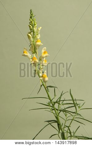 Toadflax flowers over green background close up