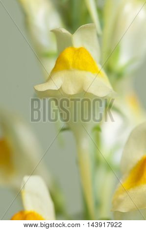 Toadflax flowers over green background close up