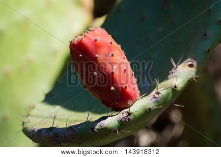 Cactus prickly pear opuntia with ripe pink fruits