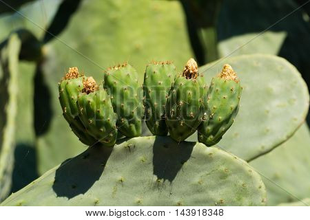 Cactus prickly pear opuntia with unripe fruits
