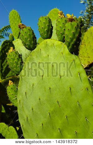 Cactus prickly pear opuntia with unripe fruits