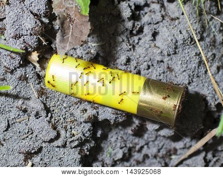 Red fire ants all over a yellow shotshell