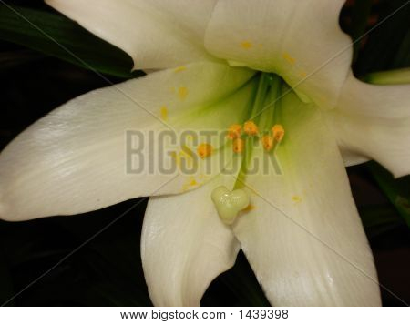 Vit Lilly 1