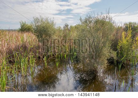 Marshland plants, reed and grasses in the freshwater wetland reserve at Herdsman Lake in Western Australia.