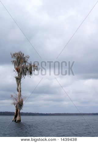 Alberi 4