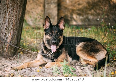 Staring Eyes Purebred Short-Haired German Shepherd Adult Dog Or Alsatian Wolf Dog With Prick-Ears, Opened Jaws, Tongue, Lying On Sand In Park.