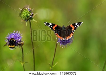 beautiful butterfly and bee on Flower .