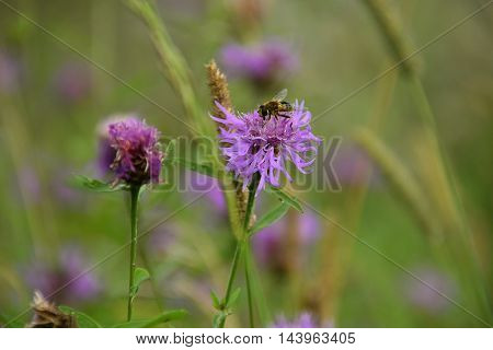 Bee in flower bee amazing,honeybee pollinated of flower