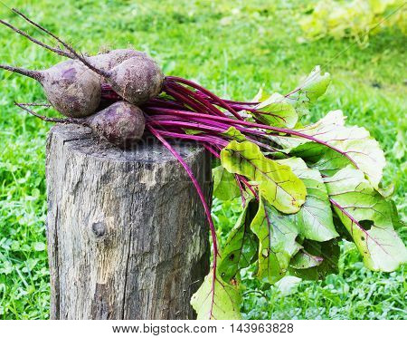 Fresh beet on a wooden stump the grass in the garden