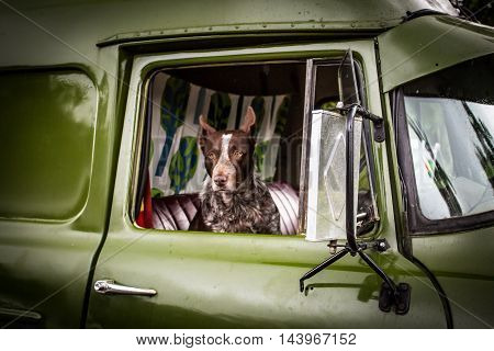 An Australian Kelpie dog spotted in the driver's seat of an old classic car in Kuranda, Queensland, Australia