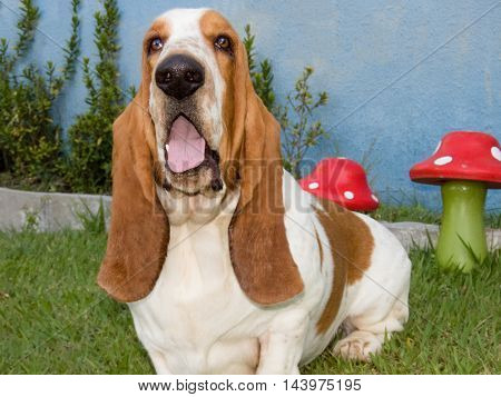 Dog breed Basset Hound in garden photo