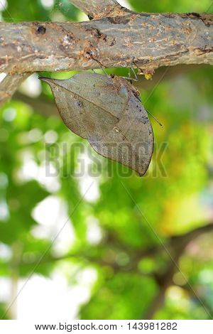 Kallima inachus butterfly with incredible evolutionary camouflage, also known as orange oakleaf or dead leaf