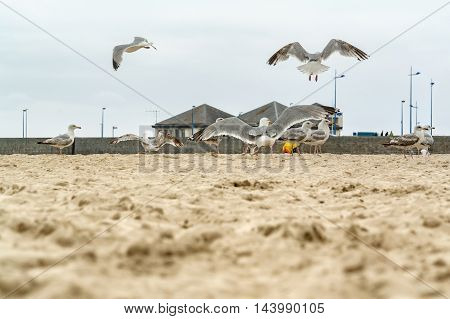 low angle beach scenery at a commune named Quiberon in the Morbihan department in Brittany France