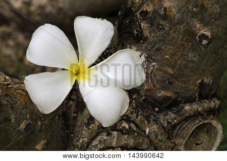 White flower Frangipani on texture of tree