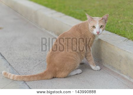 Brown Siamese cat on the street. It sat back, looking at the camera.