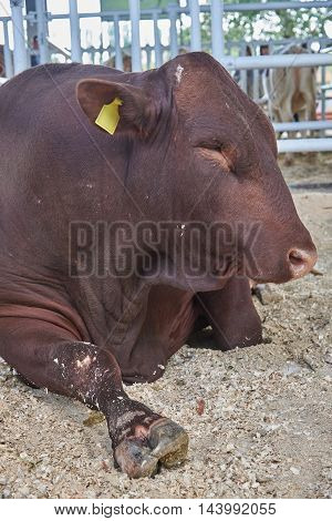 Portrait of a dark-red bull in profile. Bull lying on the ground