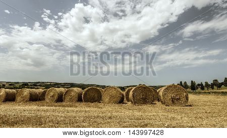 cylindrical hay bales line in a field