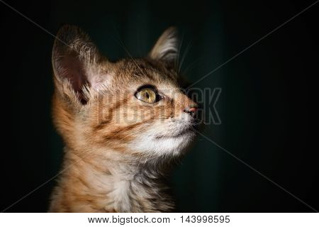 Portraite of Little Outbred Kitten over Dark Background