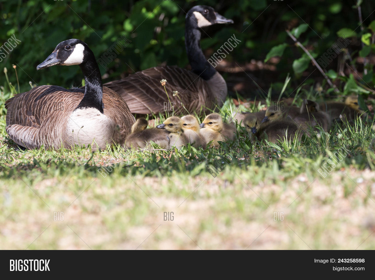 Canada Goose Baby Image & Photo (Free Trial) Bigstock