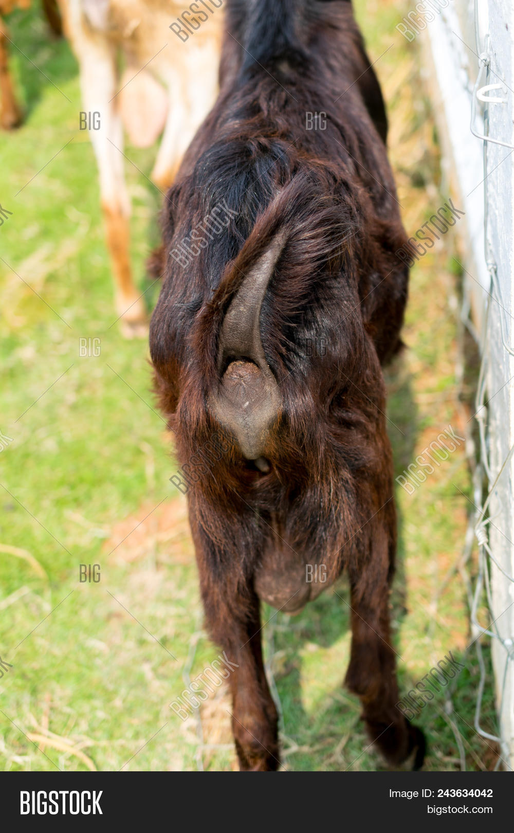 Testicle, Ball Testis Image & Photo (Free Trial) Bigstock