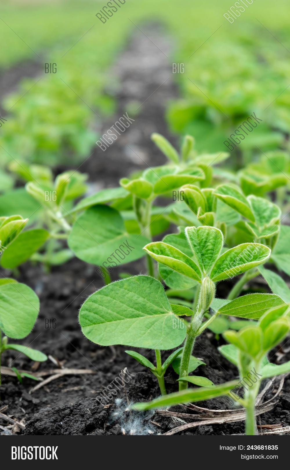 Soybean Flowers On Soy Image & Photo (Free Trial) Bigstock