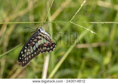 Common Jay Butterfly (graphium Doson) Resting On Grass Flower After Birth