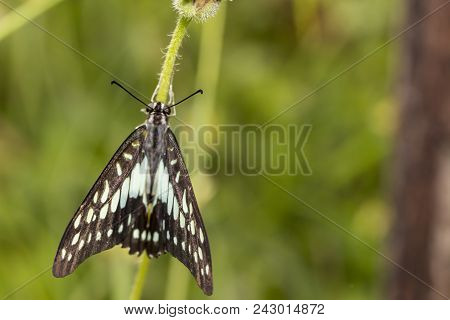 Common Jay Butterfly (graphium Doson) Resting On Grass Flower After Birth