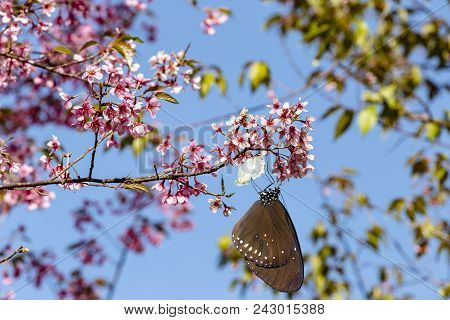 Emerged Common Crow Butterfly Hanging On Wild Himalayan Cherry (prunus Cerasoides) Flowers In Blue S
