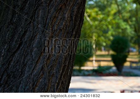Textura de la corteza