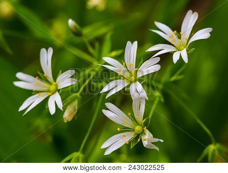 White Flowers Stellaria (stellaria Holostea) Close-up. Plant Grass In A Green Forest, Meadow. Herbal