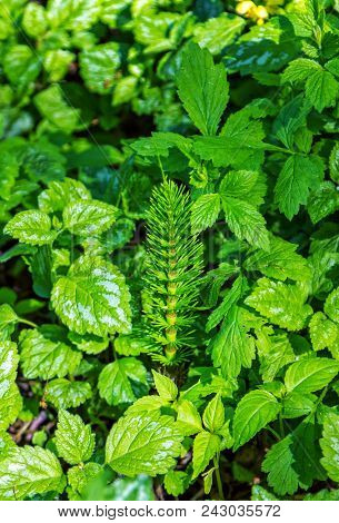Great Horsetail Plant (equisetum Telmateia) And Yellow Archangel Plant Green Leaves With White Strip