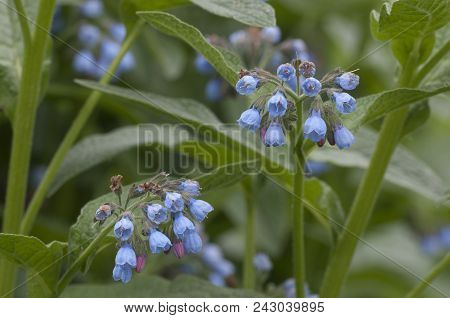 Symphytum Caucasicum Flowers Close Up Shot Local Focus