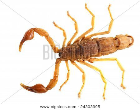 Scorpion