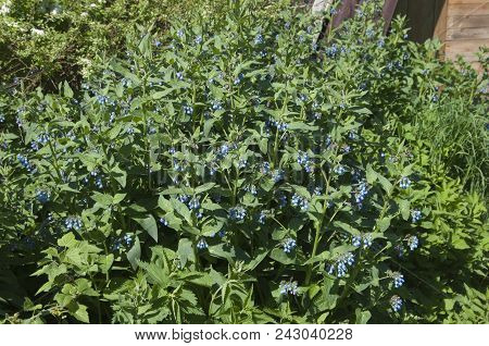 Symphytum Caucasicum Plant In A Big Group