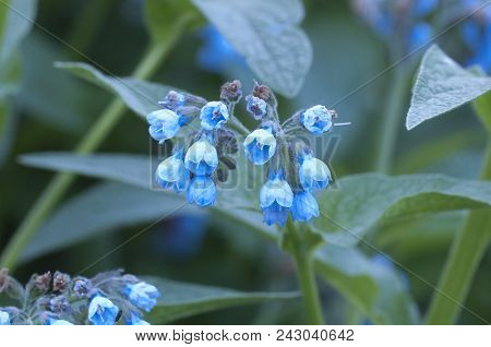 Symphytum Caucasicum Flowers Close Up Shot Local Focus
