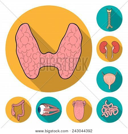 Human Organs Flat Icons In Set Collection For Design. Anatomy And Internal Organs Vector Symbol Stoc
