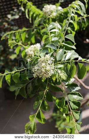 curry leaf flower