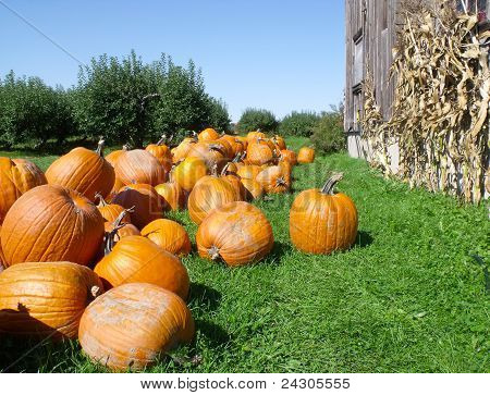 Pompoenen op de boerderij