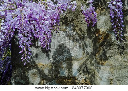 Beautiful Wisteria Flowers Blooming In Purple Color In Spring In Spring  In The Garden.