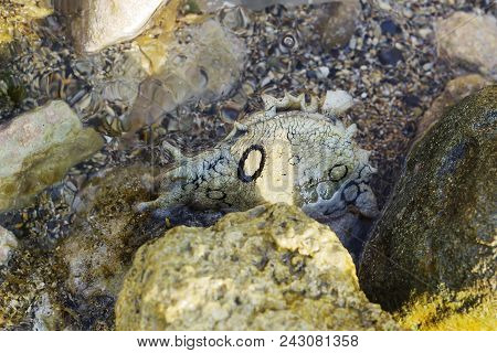 Aplysia Dactylomela Graze In Water. Spotted Sea Hare Slug