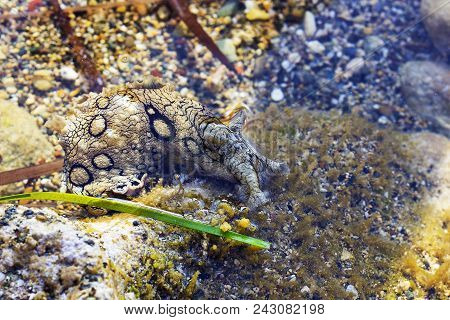 Aplysia Dactylomela Graze In Sea Water. Spotted Sea Hare Slug Portrait