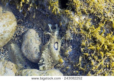 Aplysia Dactylomela Graze In Sea Water. Spotted Sea Hare Slug, Top View