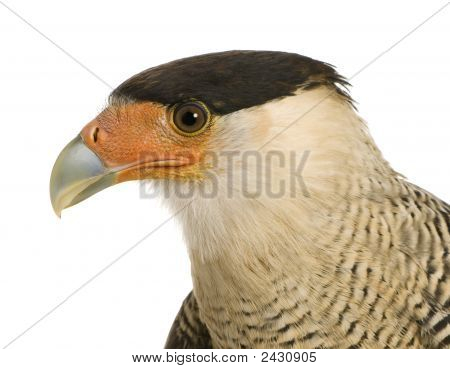 Sydlige Caracara (3 år) - Polyborus Plancus