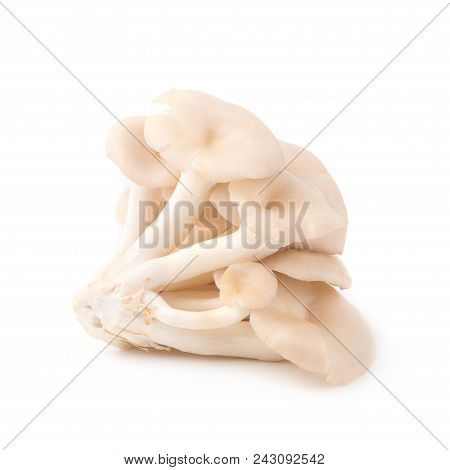 White Panus Polychrous Isolated On A White Background