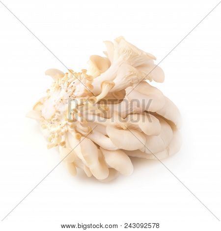 White Panus Polychrous Isolated On A White Background